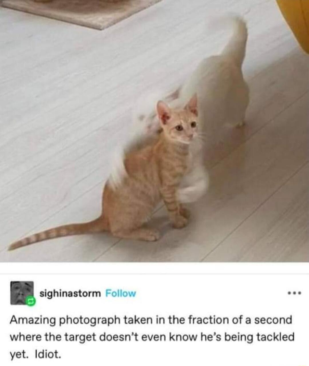 Amazing photograph taken in the fraction of a second where the target doesnt even know hes being tackled yet Idiot