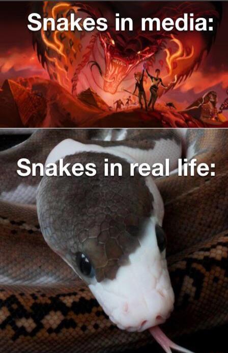 Snakes in media: Snakes in real life: