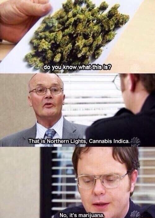 do you know what this is? That is Northern Lights, Cannabis Indica. No, it's marijuana.