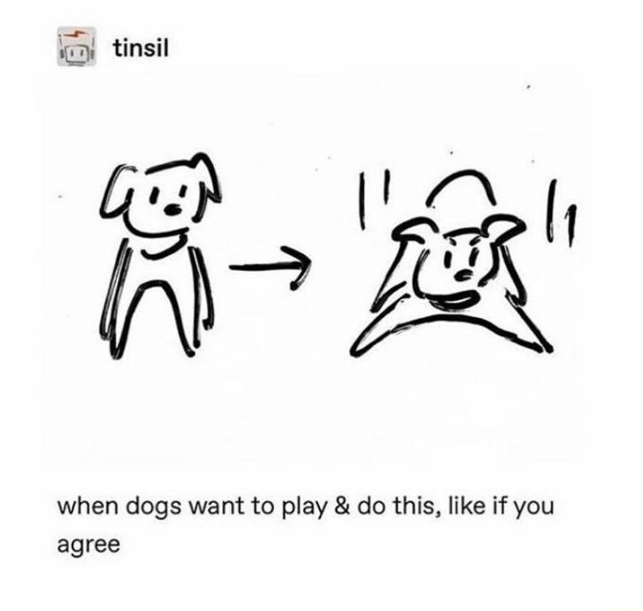 oM B A3 when dogs want to play do this like if you agree