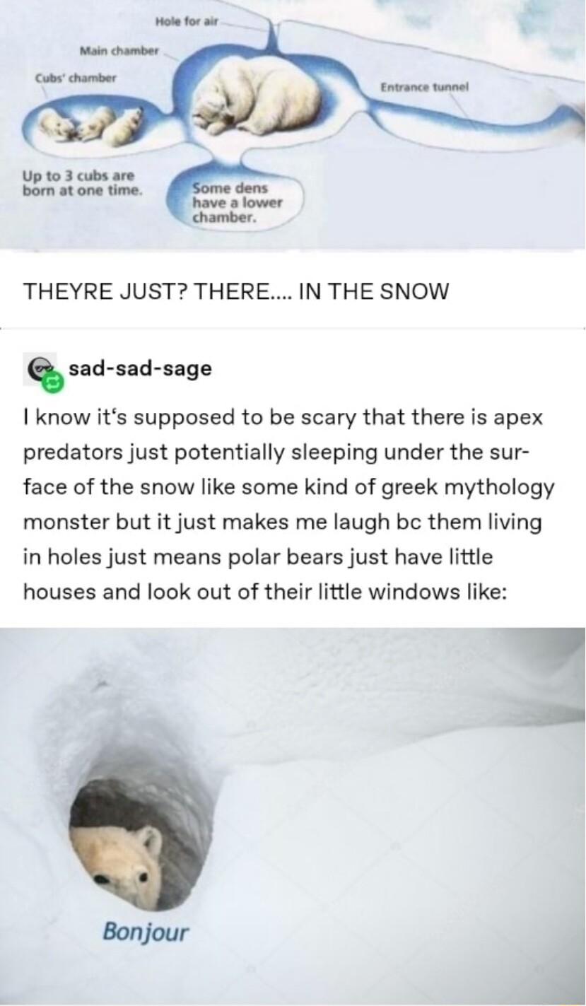 THEYRE JUST THERE IN THE SNOW s sad sad sage know its supposed to be scary that there is apex predators just potentially sleeping under the sur face of the snow like some kind of greek mythology monster but it just makes me laugh bc them living in holes just means polar bears just have little houses and look out of their little windows like Bonjour