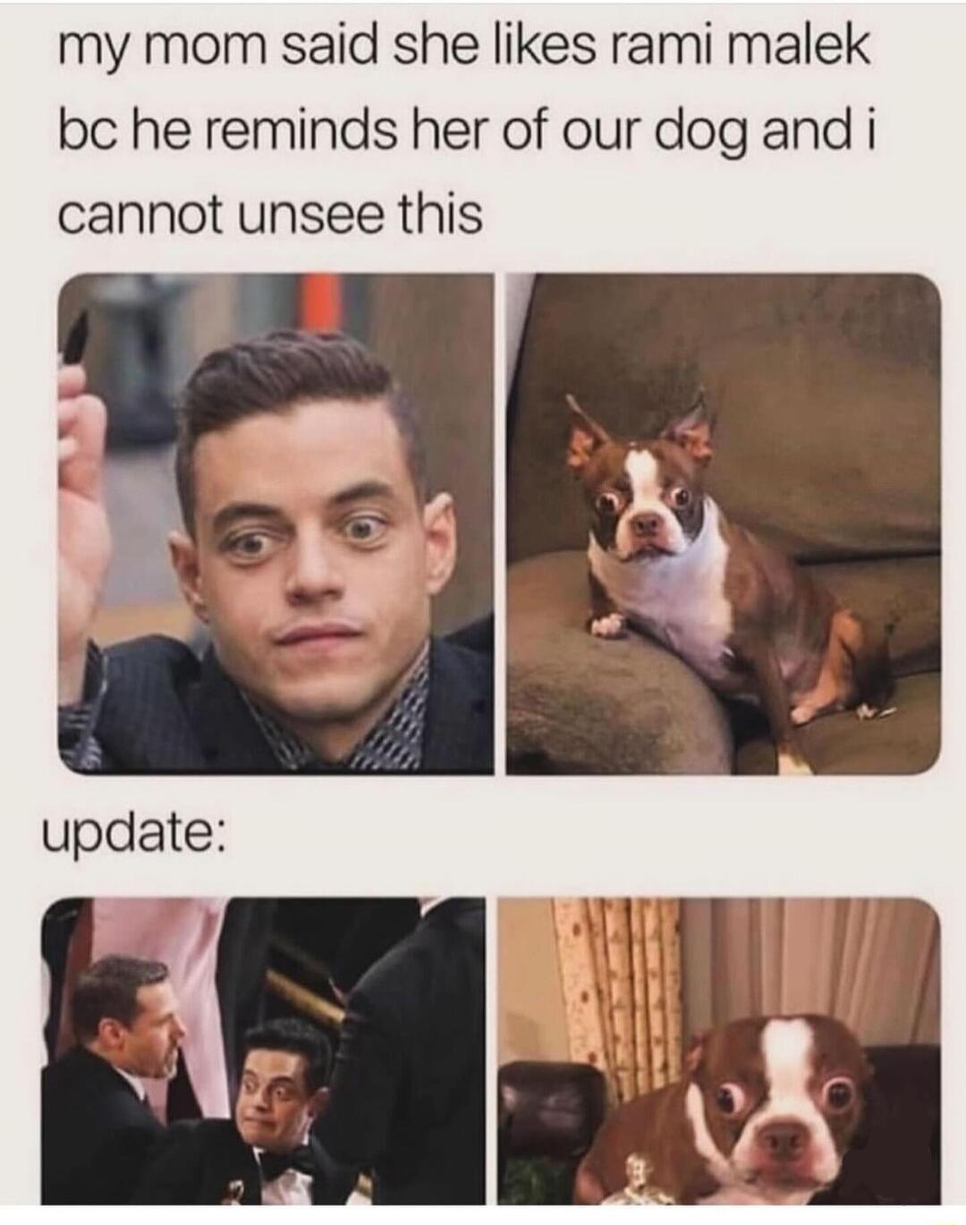 my mom said she likes rami malek be he reminds her of our dog and i cannot unsee this