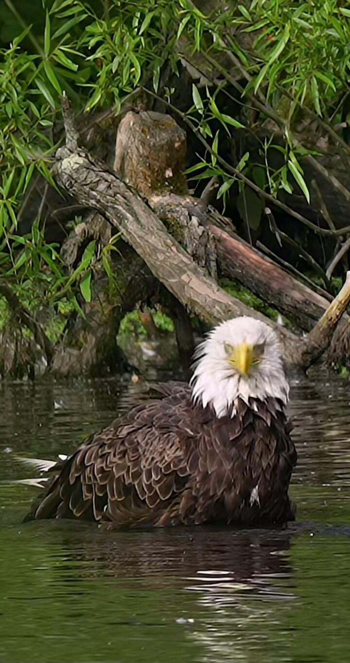 A bald eagle is swimming in a pond or shallow water near green vegetation and tree branches.