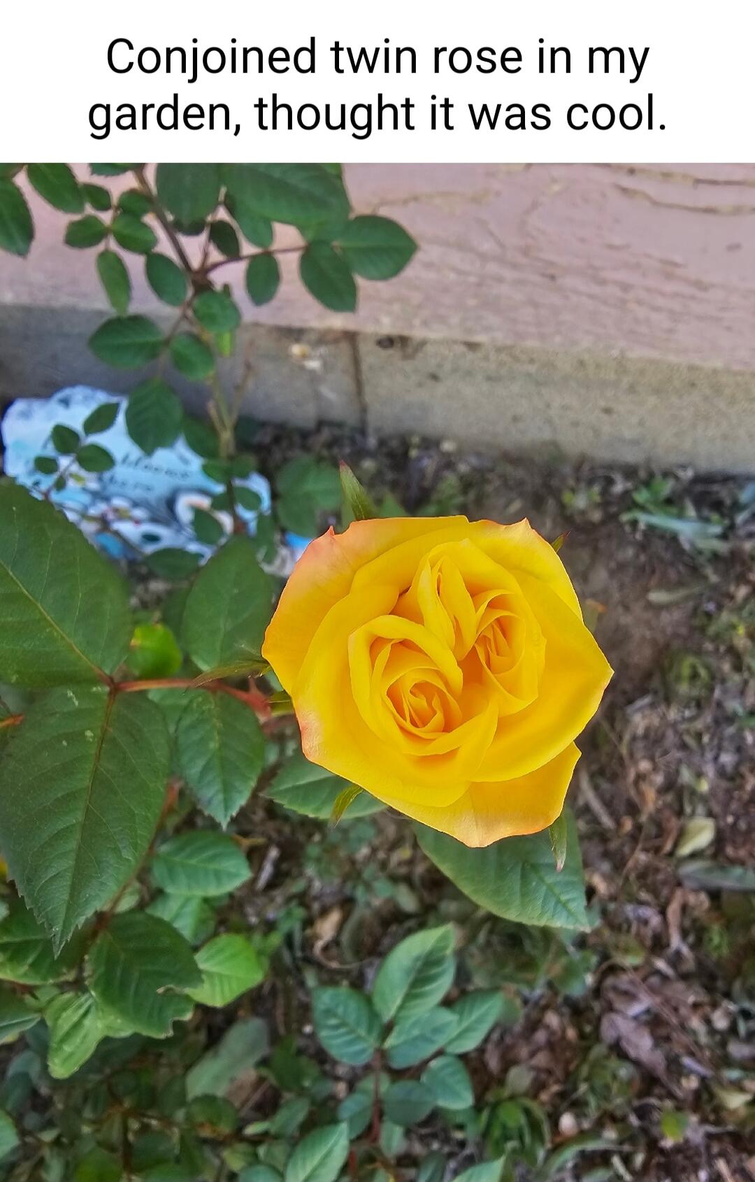 Conjoined twin rose in my garden thought it was cool AL o TN V N T 7Y k PP YL ke 0BT R o