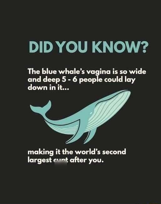 DID YOU KNOW The blue whales vagina is so wide and deep 5 6 people could lay down init N making it the worlds second largest cunt after you