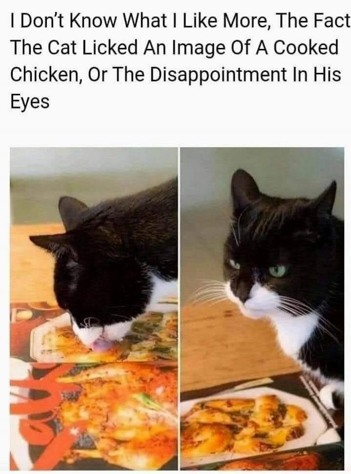 I Don't Know What I Like More, The Fact The Cat Licked An Image Of A Cooked Chicken, Or The Disappointment In His Eyes