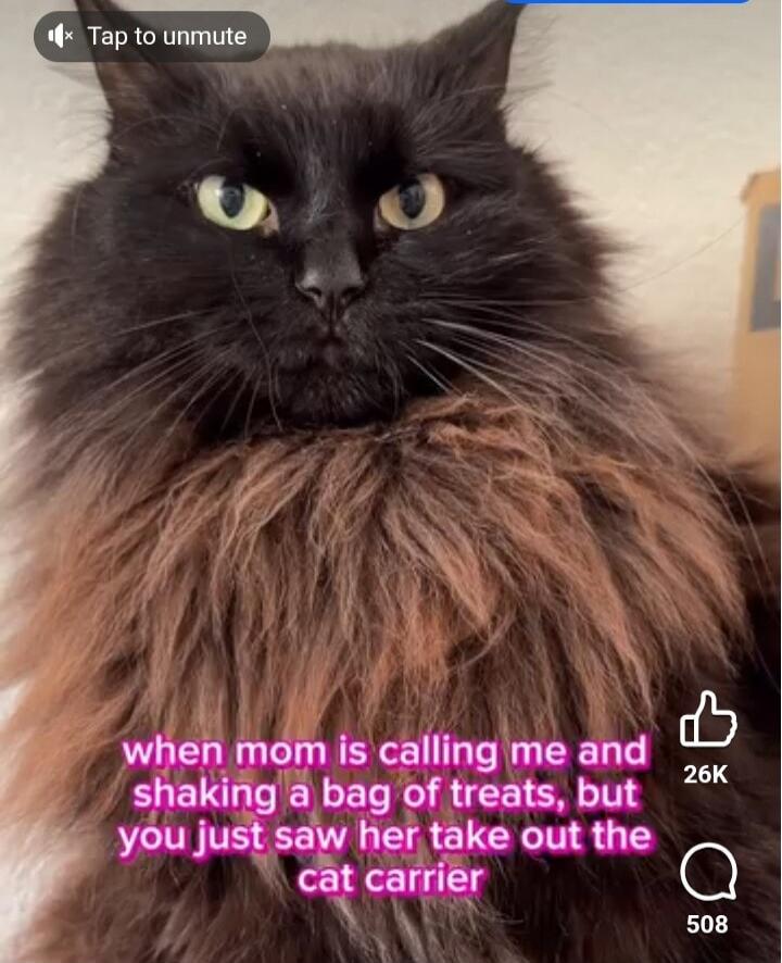when mom is calling me and shaking a bag of treats, but you just saw her take out the cat carrier