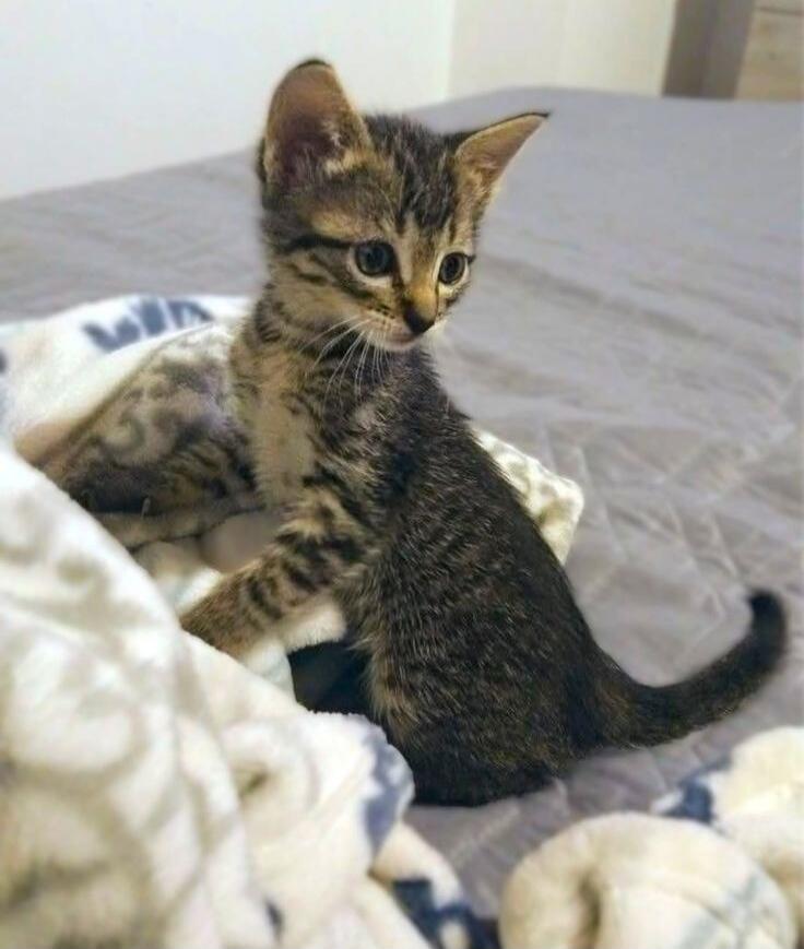 A small tabby kitten on a bed with blankets.