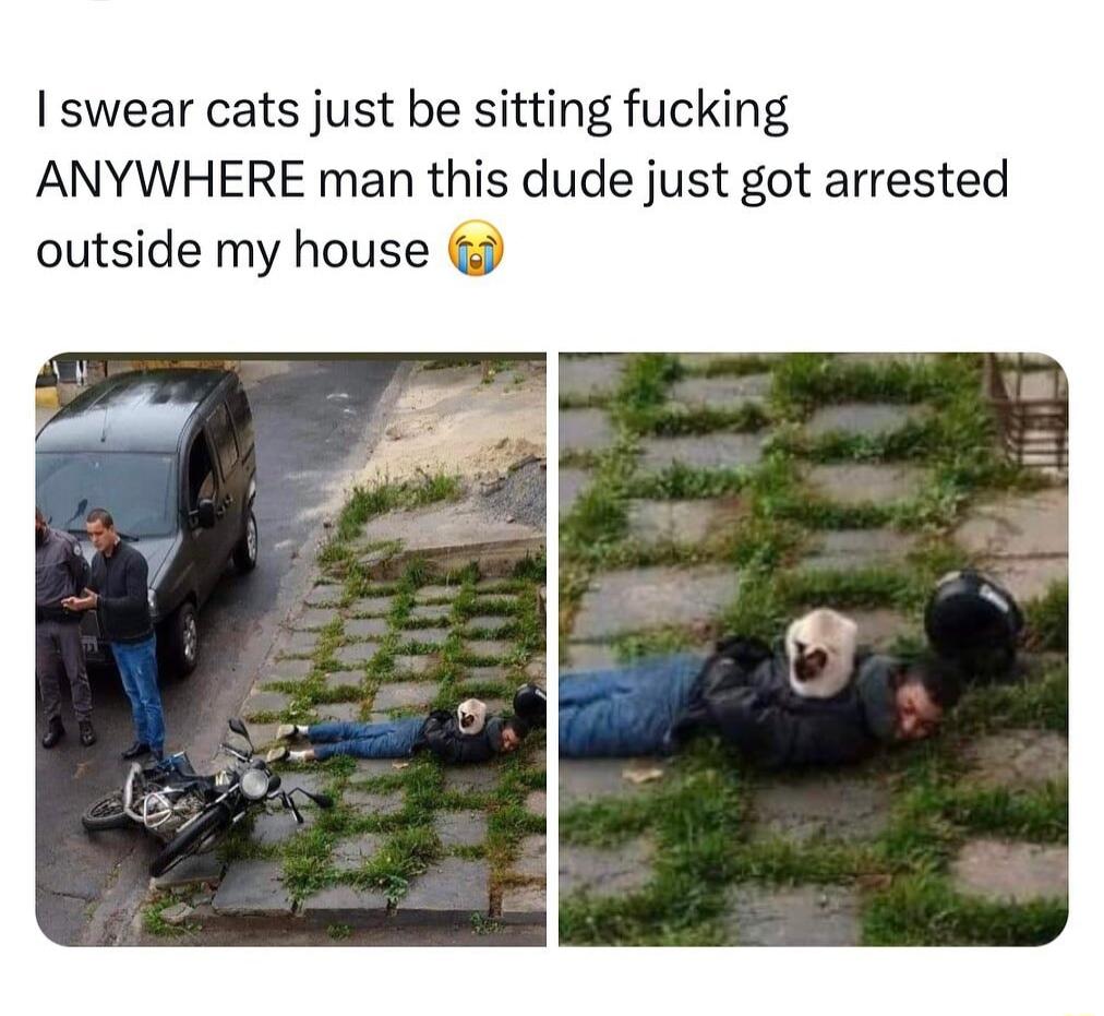 swear cats just be sitting fucking ANYWHERE man this dude just got arrested outside my house