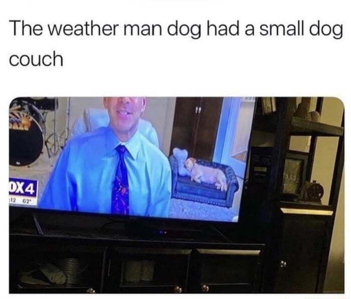 The weather man dog had a small dog couch