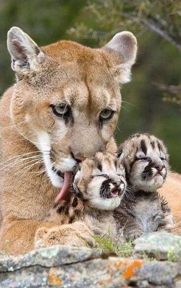 A cougar (mountain lion) with two cubs being groomed by the mother.