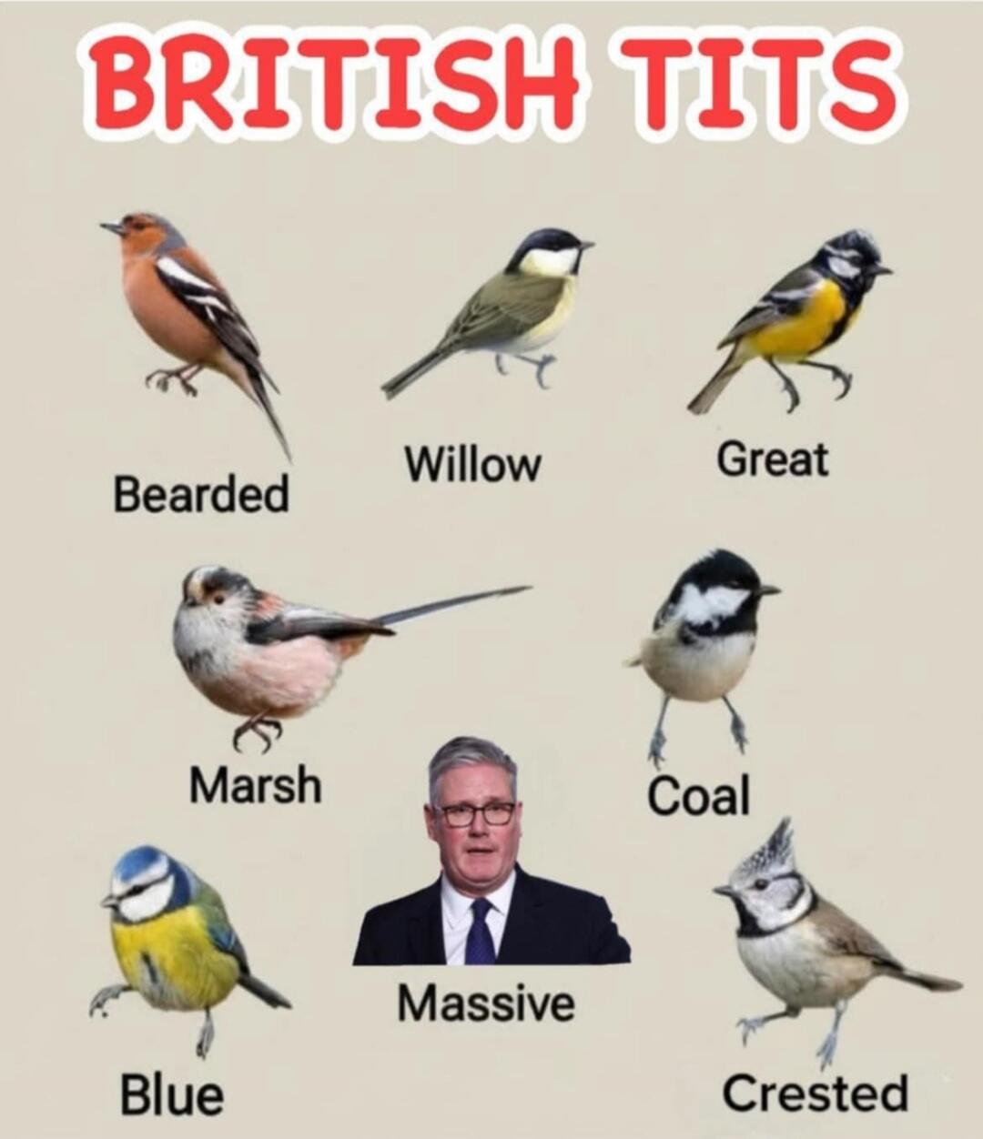 BRITISH TITS
Bearded
Willow
Great
Marsh
Coal
Massive
Blue
Crested