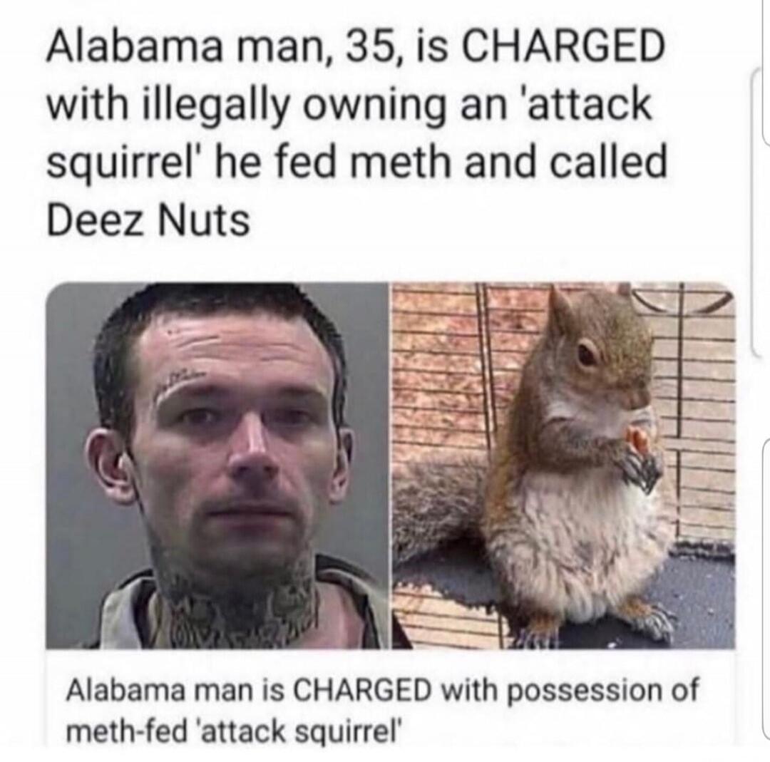 Alabama man, 35, is CHARGED with illegally owning an 'attack squirrel' he fed meth and called DeeZ Nuts\nAlabama man is CHARGED with possession of meth-fed 'attack squirrel'