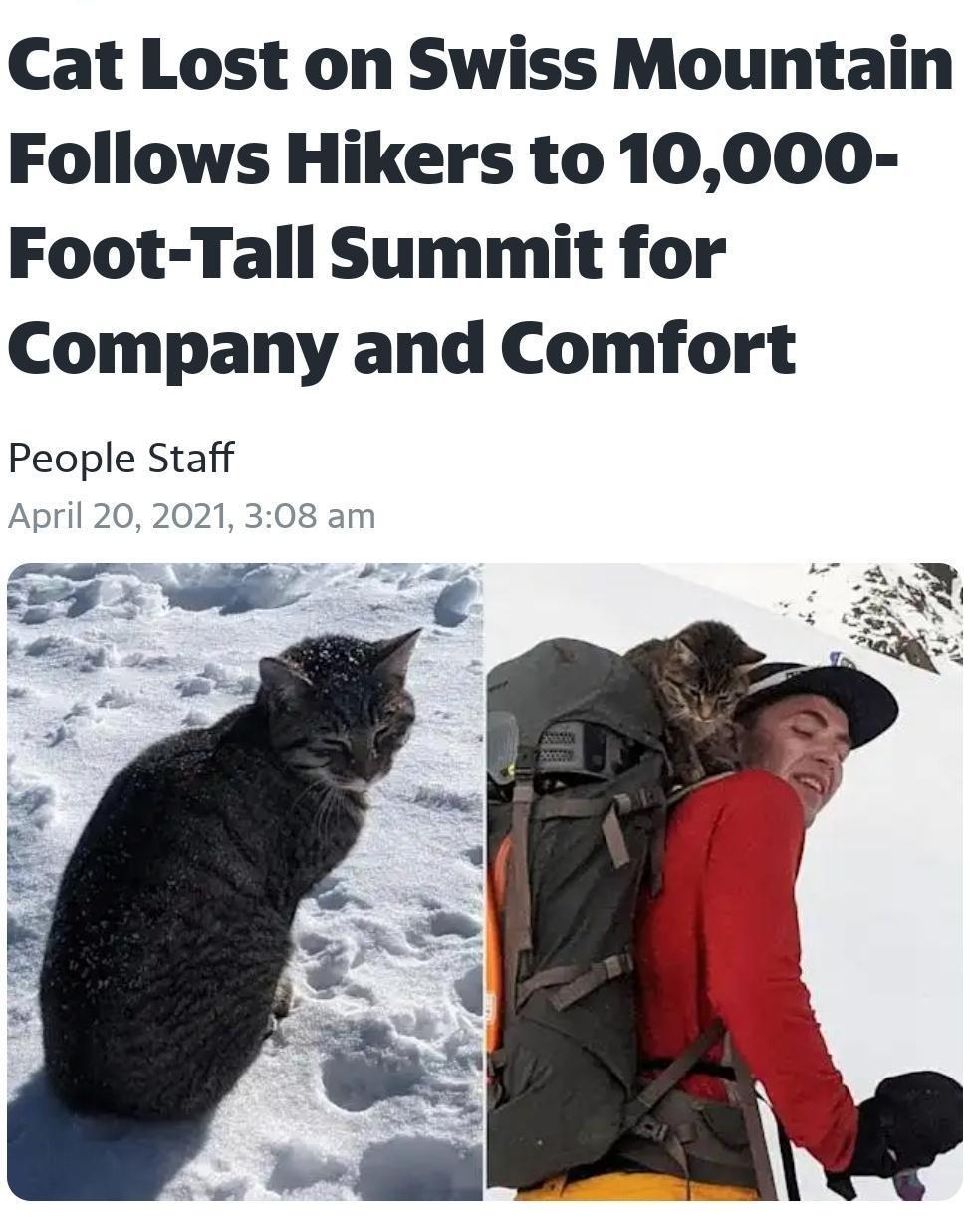 Cat Lost on Swiss Mountain Follows Hikers to 10000 Foot Tall Summit for Company and Comfort People Staff