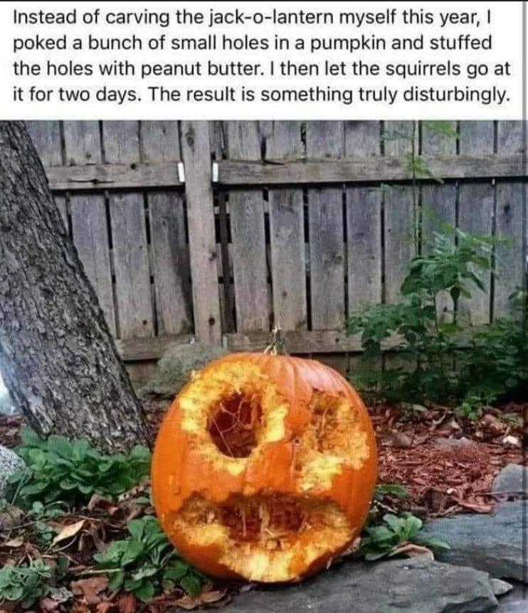 Instead of carving the jack o lantern myself this year poked a bunch of small holes in a pumpkin and stuffed the holes with peanut butter then let the squirrels go at it for two days The result is something truly disturbingly