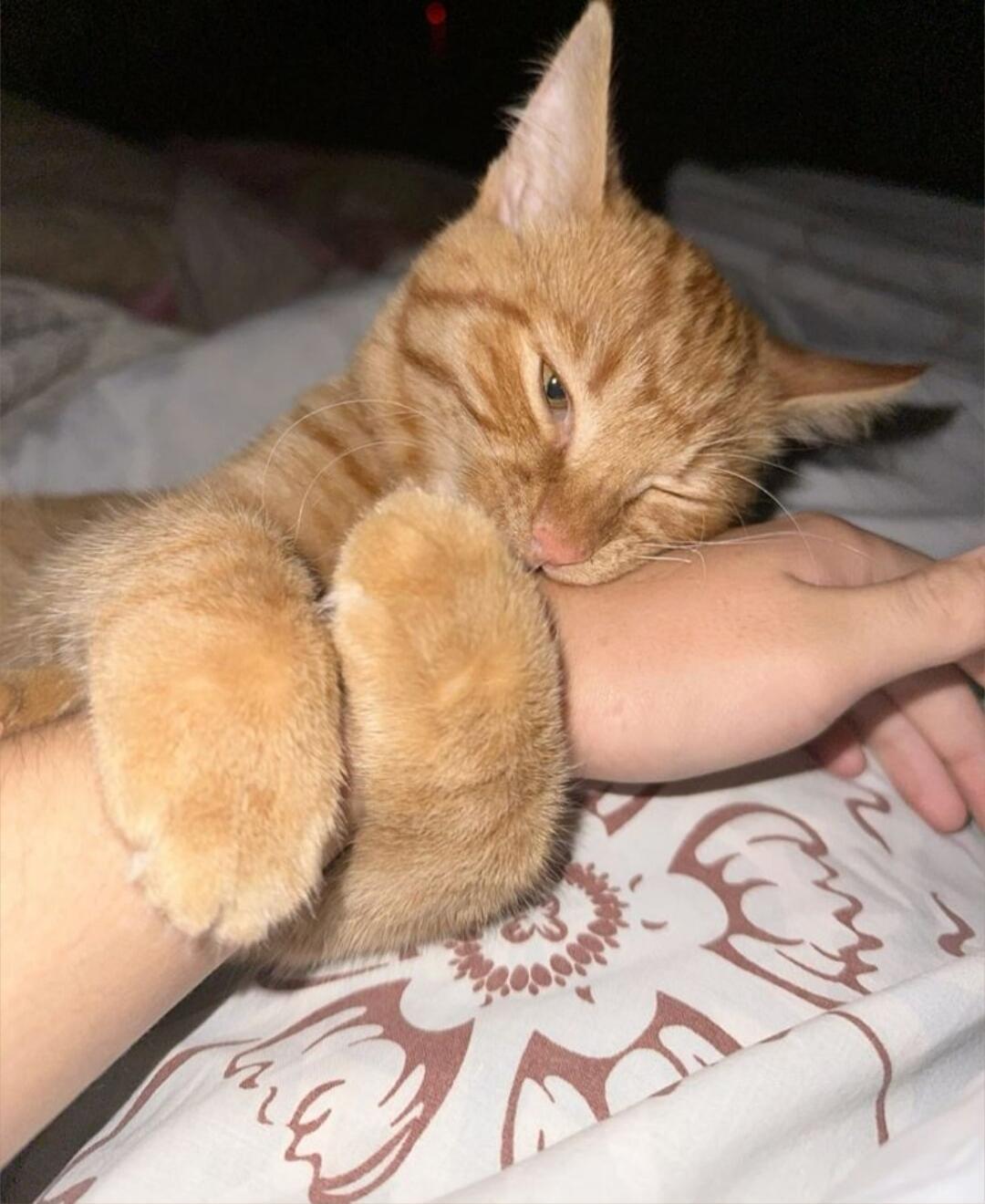 An orange cat is cuddling a person's forearm, with its large fluffy paws wrapped around the wrist.