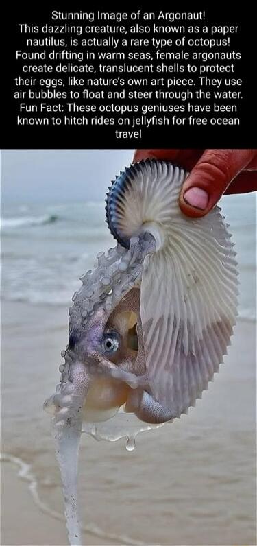 Stunning Image of an Argonaut This dazzling creature also known as a paper nautilus is actually a rare type of octopus Found drifting in warm seas female argonauts create delicate translucent shells to protect their eggs like natures own art piece They use air bubbles to float and steer through the water Fun Fact These octopus geniuses have been known to hitch rides on jellyfish for free ocean