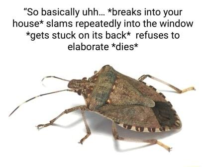 So basically uhh breaks into your house slams repeatedly into the window gets stuck on its back refuses to elaborate dies