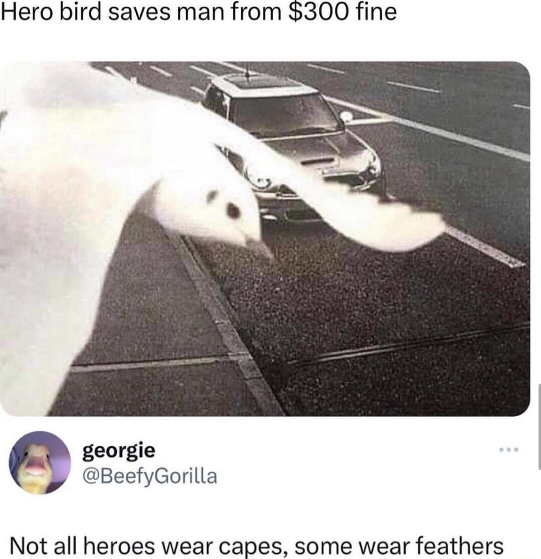 Hero bird saves man from 300 fine georgie BeefyGorilla Not all heroes wear capes some wear feathers