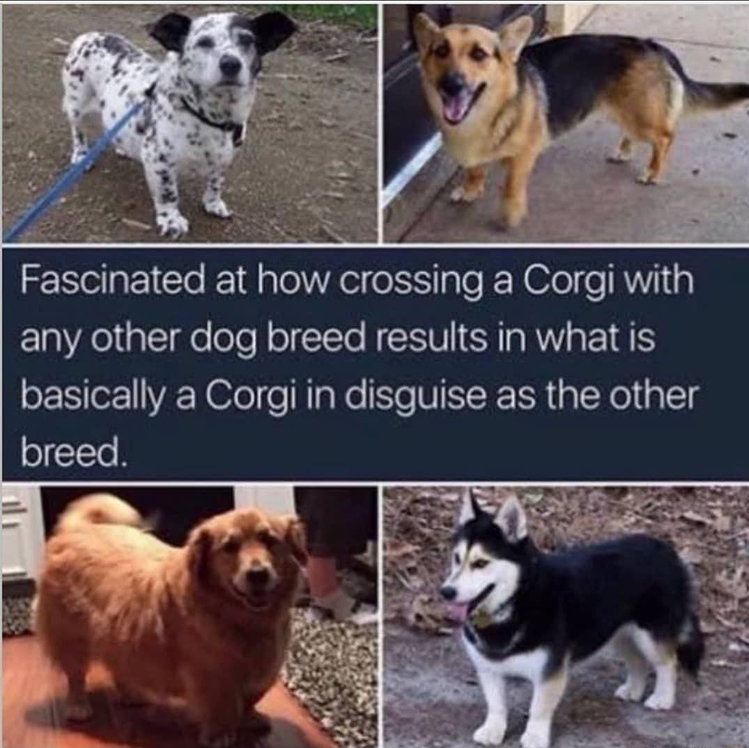 Fascinated at how crossing a Corgi with any other dog breed results in what is basically a Corgi in disguise as the other breed
