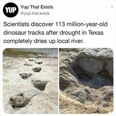 Yup That Exists Scientists discover 113 million year old dinosaur tracks after drought in Texas completely dries up local river