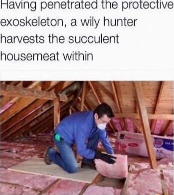 aving penetrated the protective exoskeleton a wily hunter harvests the succulent housemeat within