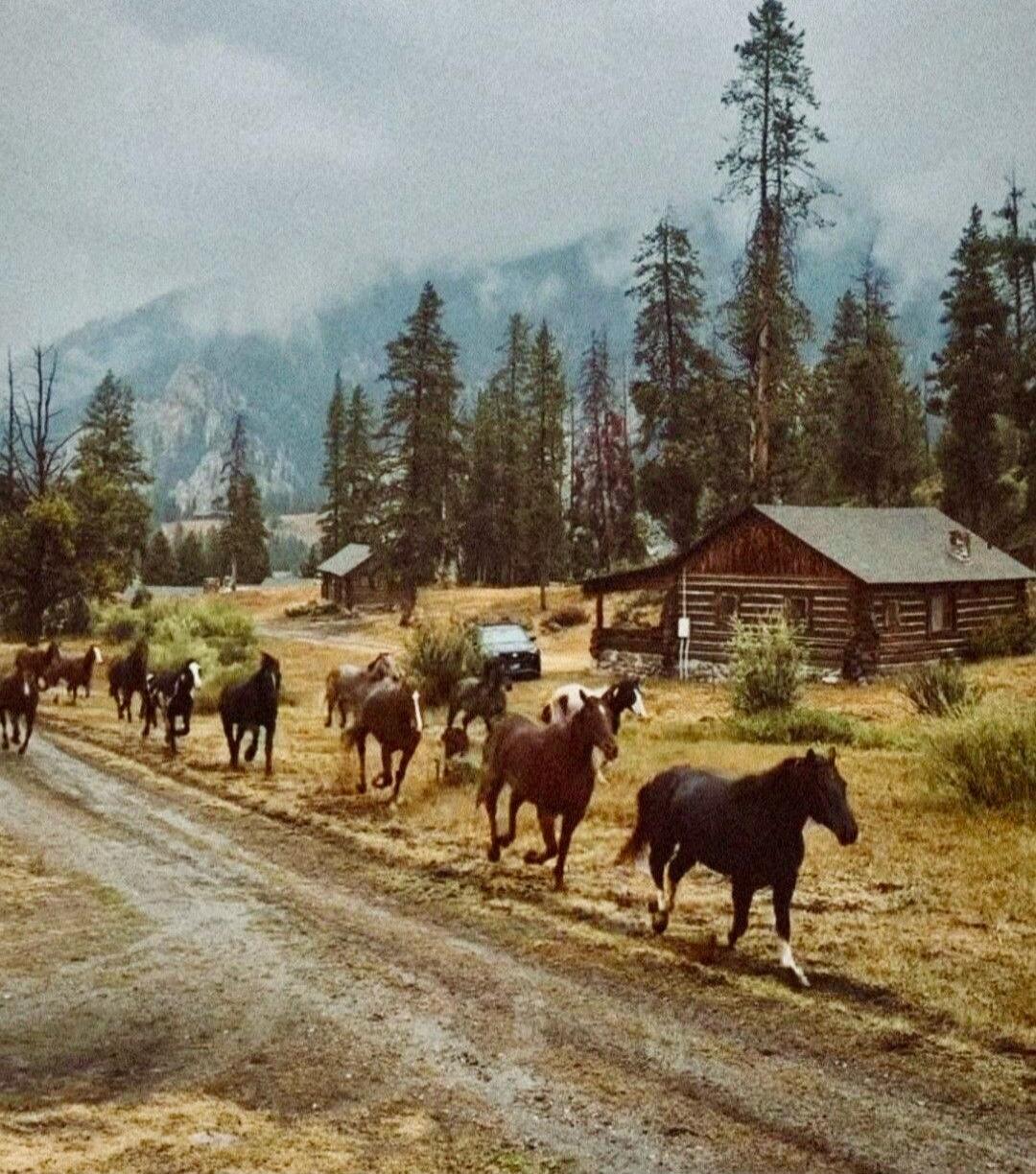 Horses walking along a dirt road in a rural area with log cabins and pine trees.