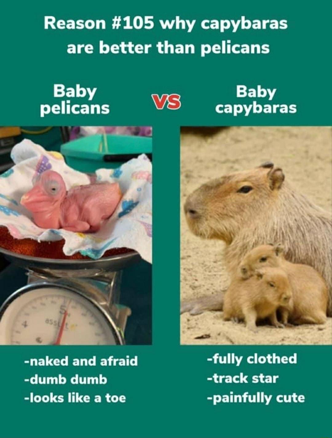 Reason 105 why capybaras are better than pelicans Baby F1 pelicans Vs capybnyl as naked and afraid fully clothed dumb dumb track star looks like a toe painfully cute