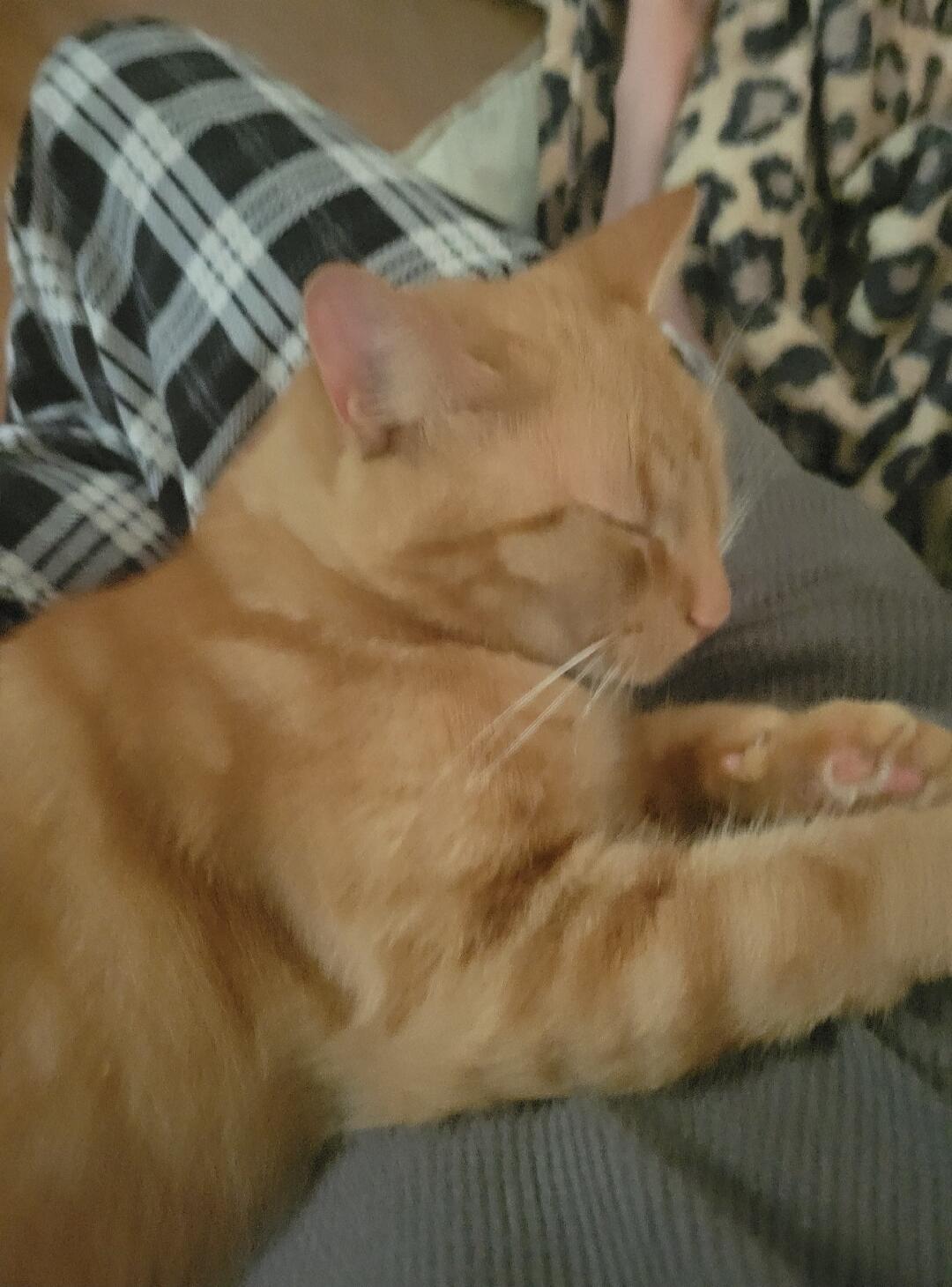 A fluffy orange cat resting on a person's lap, with plaid clothing visible nearby.
