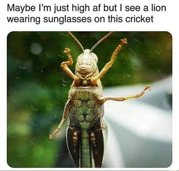 Maybe Im just high af but see a lion wearing sunglasses on this cricket