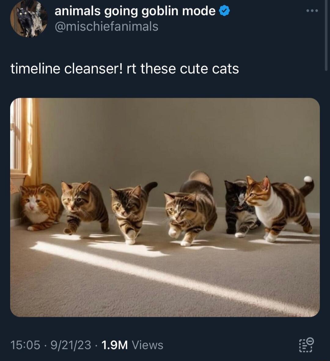 animals going goblin mode CUSEERIET timeline cleanser rt these cute cats 1505 92123 19M Views