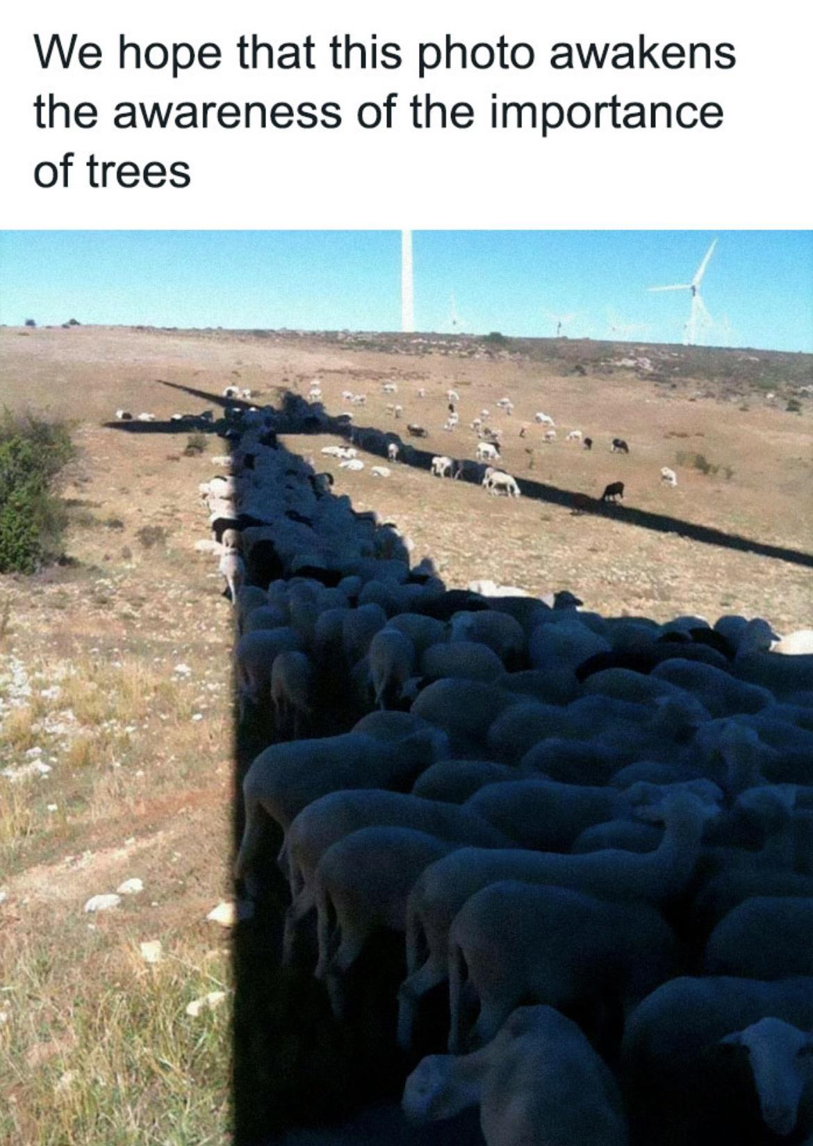 We hope that this photo awakens the awareness of the importance of trees