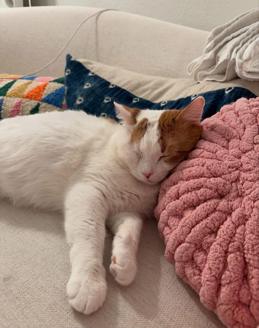 A white cat with orange patches is sleeping on a pink fluffy pillow on a light-colored sofa.
