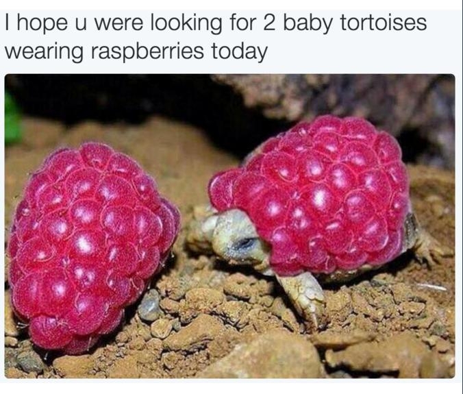 hope u were looking for 2 baby tortoises wearing raspberries today