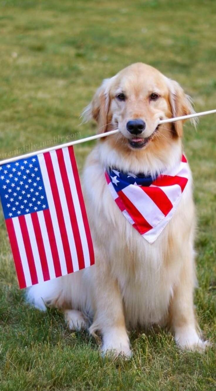 A golden retriever dog sitting on green grass, holding a small American flag in its mouth and wearing a matching bandana. The text 'laureninlilly.tumblr.com' is visible in the top left corner.