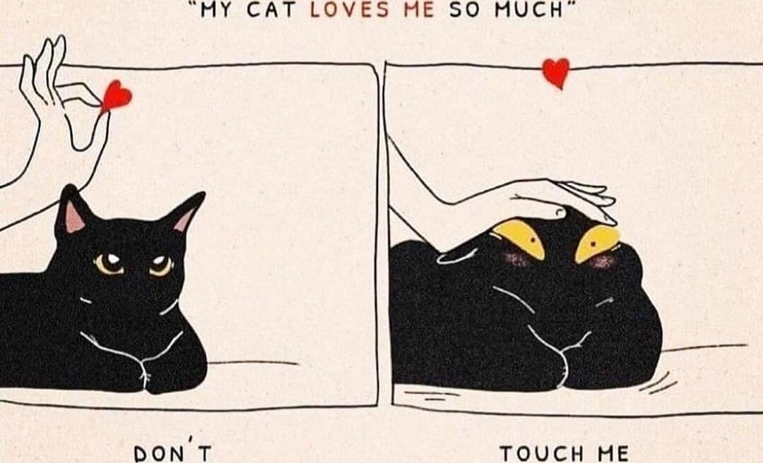 HY CAT LOVES HE SO MUCH BONT TOUCH ME
