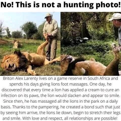 No This is not a hunting photo Briton Alex Larenty lives on a game reserve in South Africa and spends his days giving lions foot massages One day he discovered that every time a lion has applied a cream to cure an infection on its paws the lion would slacken and appear to smile Since then he has massaged all the lions in the park on a daily basis Thanks to the pampering he created a bond such that