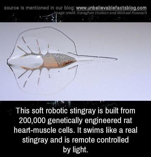 wwwunbelievablefactsblogcom A LR fobotic stingray is built from 200000 genetically engineered rat EEUS TRV ERE SRS R RN CE stingray and is remote controlled by light