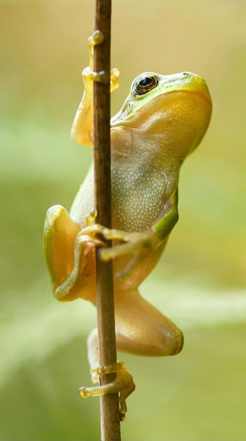A small yellow-green frog clinging to a twig.