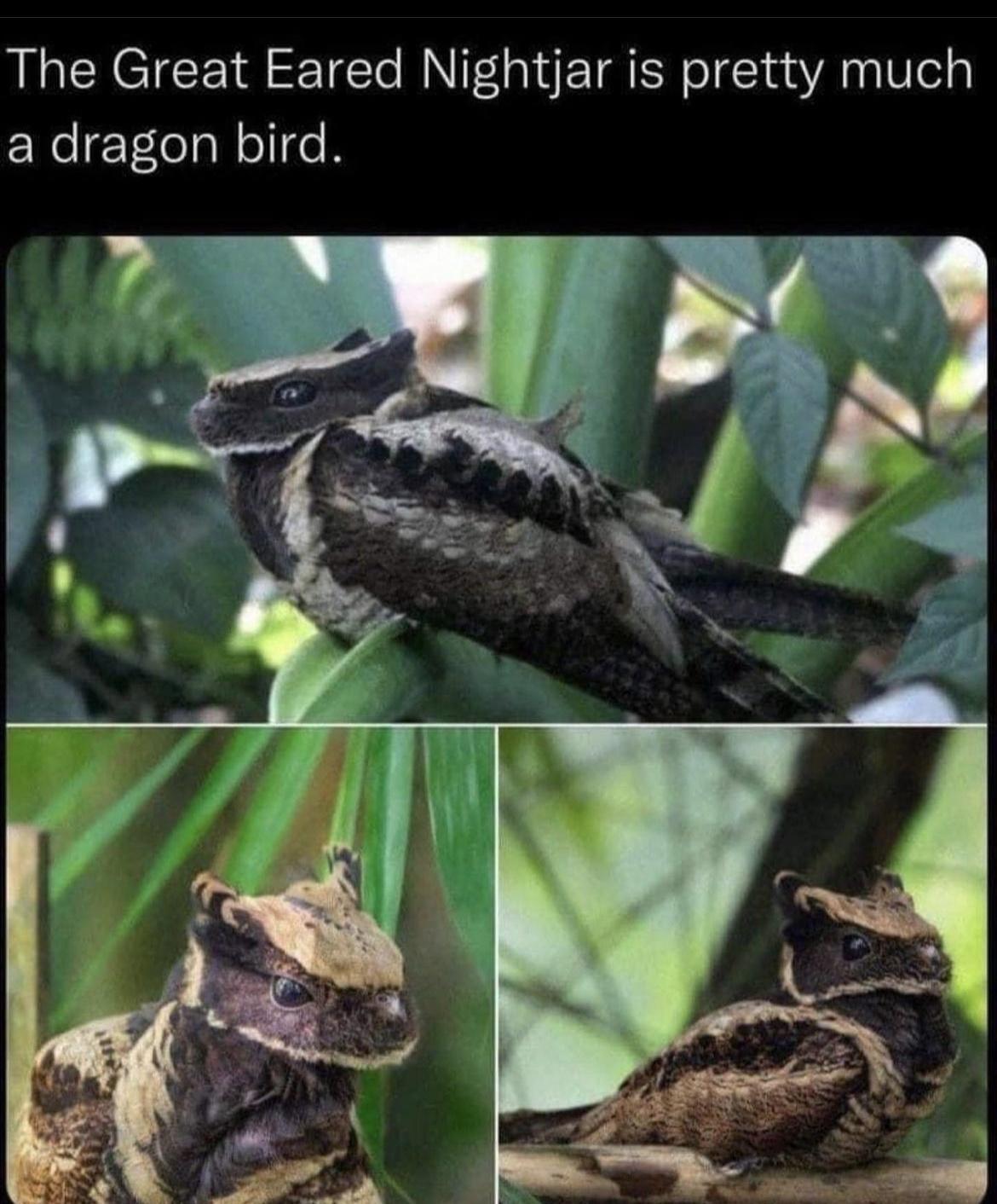 The Great Eared Nightjar is pretty much a dragon bird