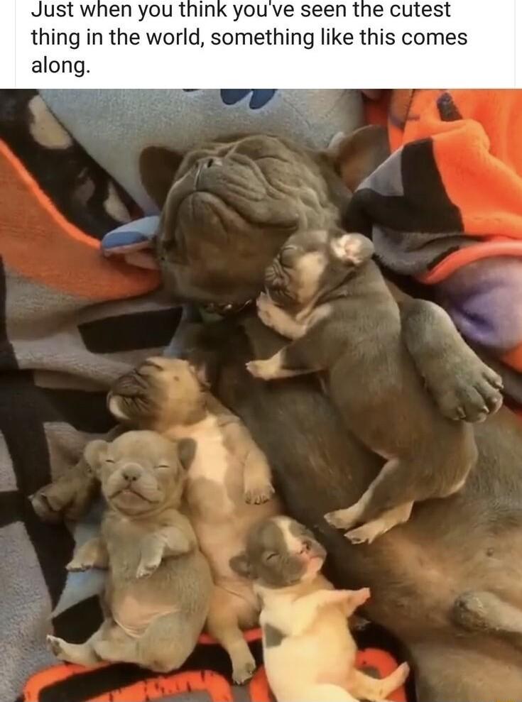 Just when you think youve seen the cutest thing in the world something like this comes along