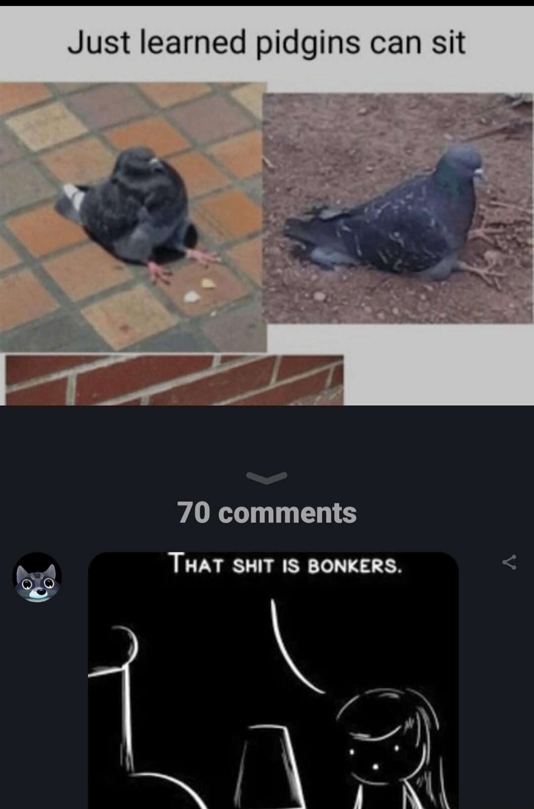 Just learned pidgins can sit 70 comments THAT SHIT IS BONKERS