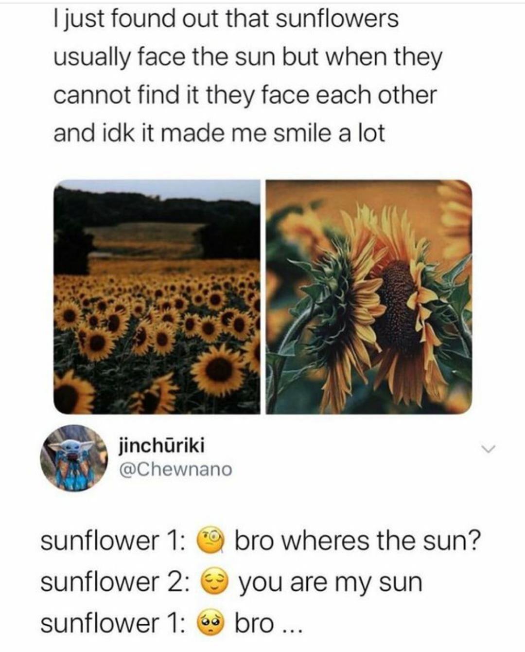 just found out that sunflowers usually face the sun but when they cannot find it they face each other and idk it made me smile a lot jinchuriki Chewnano sunflower 1 bro wheres the sun sunflower 2 you are my sun sunflower 1 bro