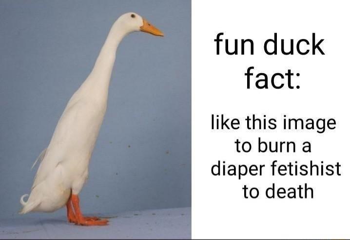 fun duck fact like this image to burn a diaper fetishist to death