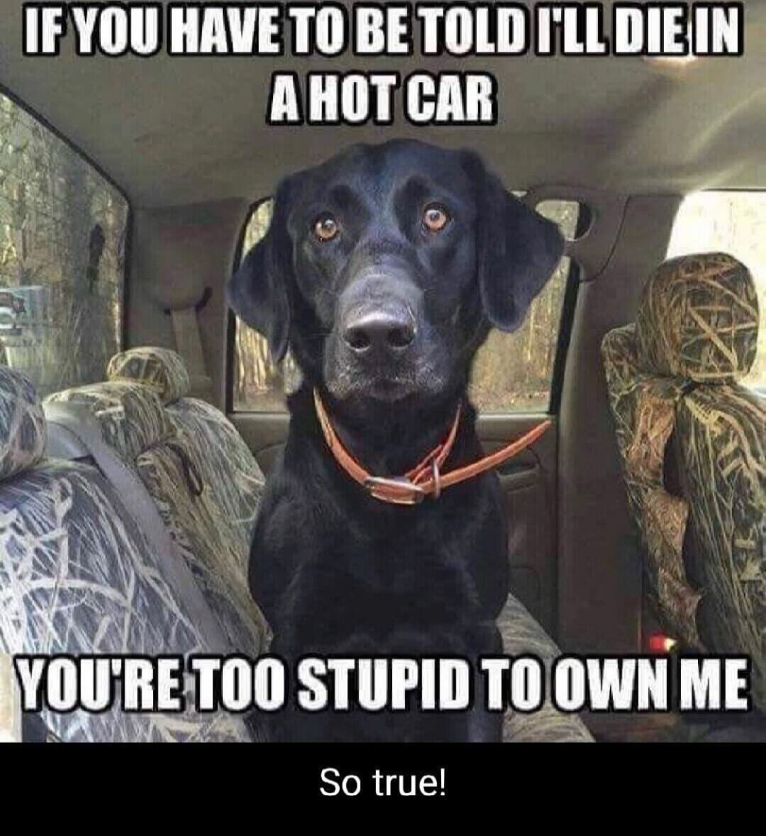 IF YOU HAVE TO BE TOLD I'LL DIE IN A HOT CAR YOU'RE TOO STUPID TO OWN ME So true!