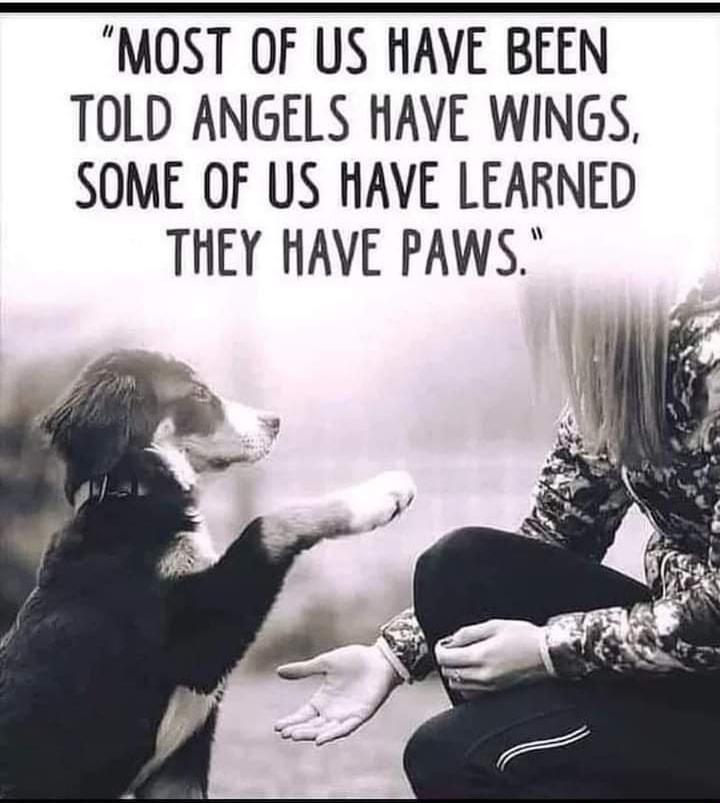 MOST OF US HAVE BEEN TOLD ANGELS HAVE WINGS SOME OF US HAVE LEARNED THEY HAVE PAWS