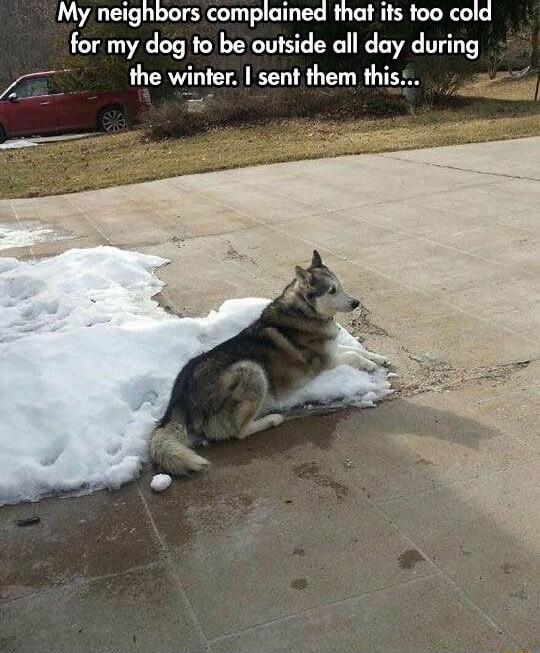 My neighbors complained that its too cold for my dog to be outside all day during o the winter sent them this