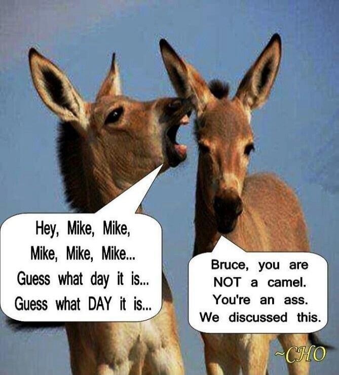 Hey, Mike, Mike, Mike, Mike, Mike... Guess what day it is... Guess what DAY it is... Bruce, you are NOT a camel. You're an ass. We discussed this.