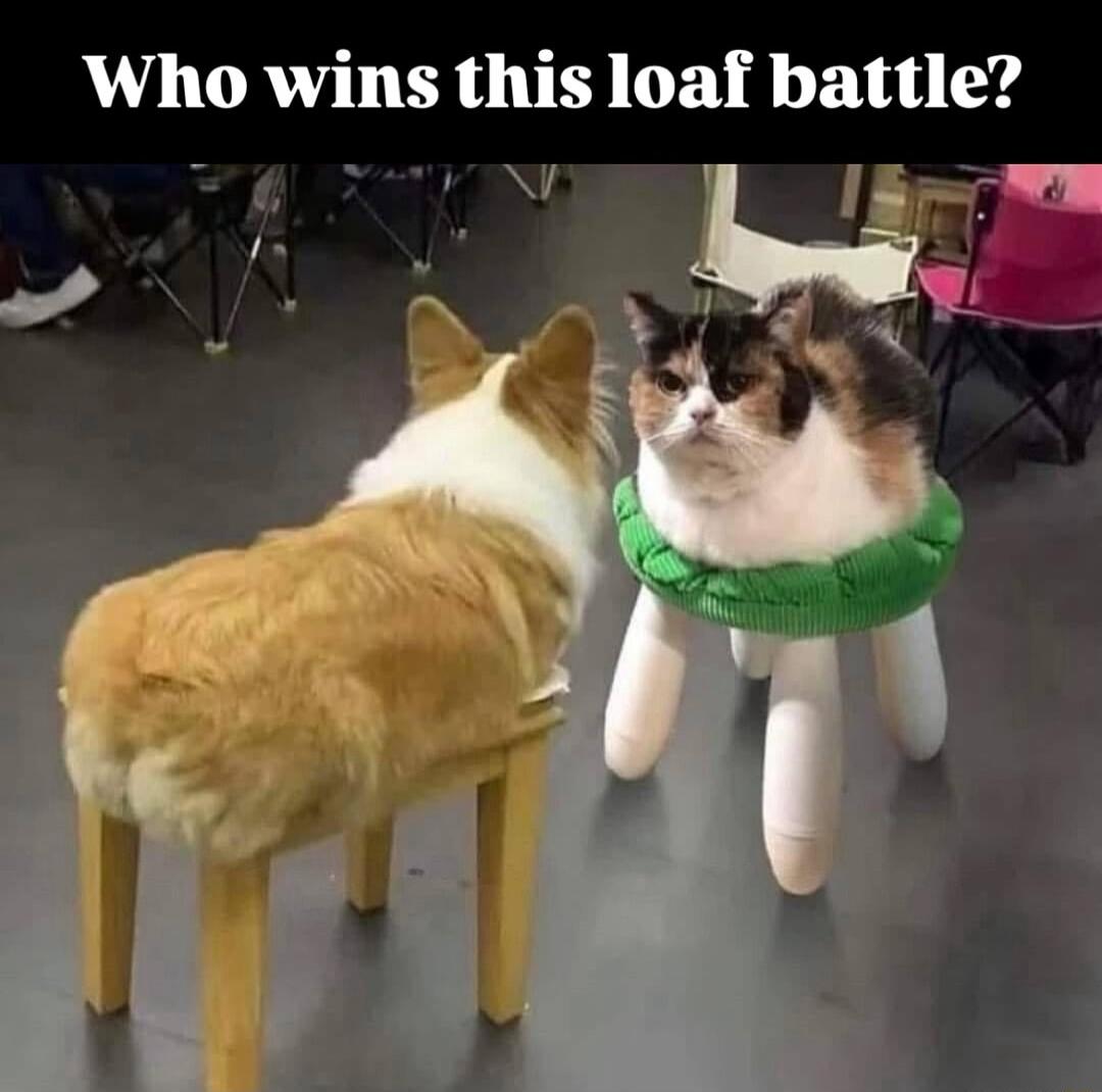 Who wins this loaf battle L S N m