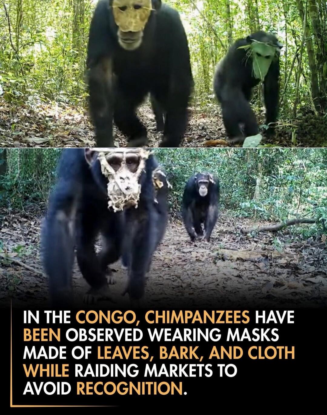 IN THE CONGO, CHIMPANZEES HAVE BEEN OBSERVED WEARING MASKS MADE OF LEAVES, BARK, AND CLOTH WHILE RAIDING MARKETS TO AVOID RECOGNITION.